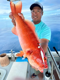 スジアラの釣果