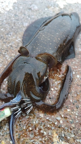 アオリイカの釣果