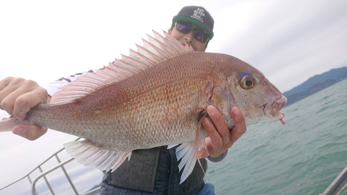 マダイの釣果