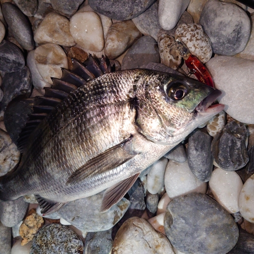 クロダイの釣果