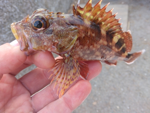 カサゴの釣果