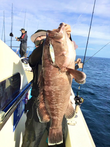 マハタの釣果