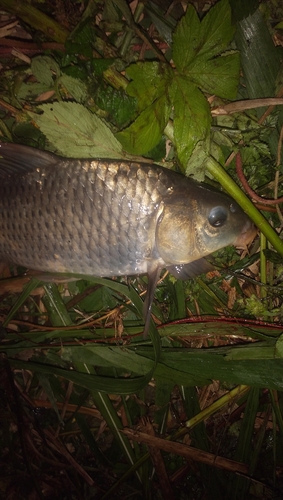 コイの釣果