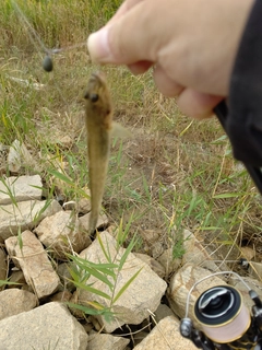 マハゼの釣果