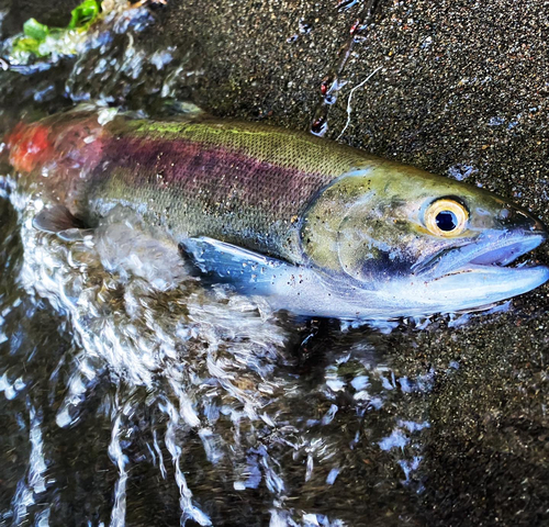 ヒメマスの釣果