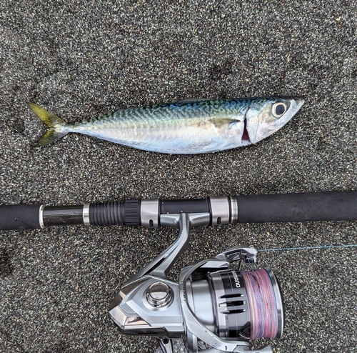 マサバの釣果