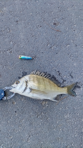 ミナミクロダイの釣果