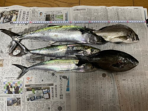 サゴシの釣果