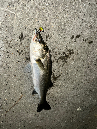 セイゴ（マルスズキ）の釣果