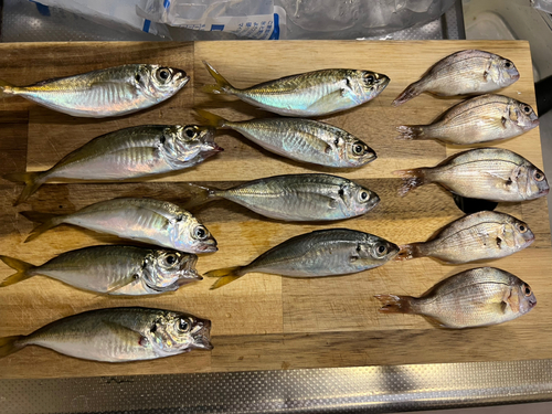 アジの釣果