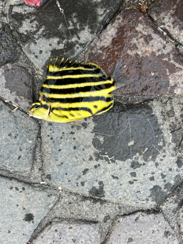 カゴカキダイの釣果