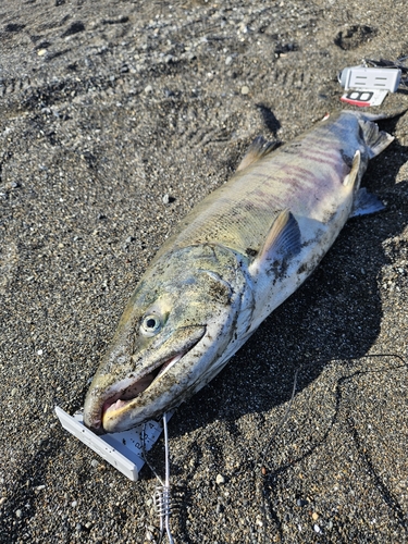 アキアジの釣果