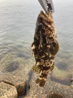 タケノコメバルの釣果