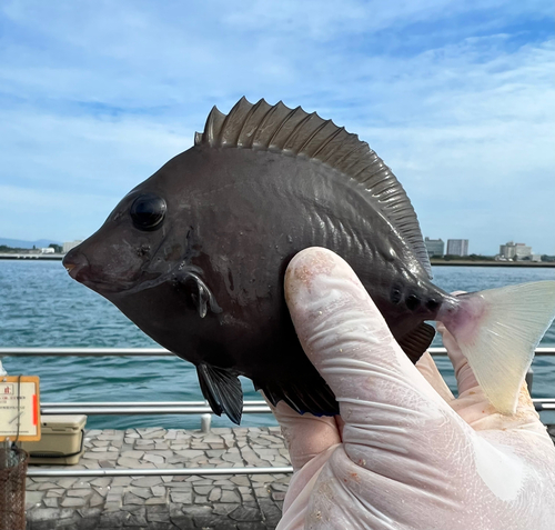 サンノジの釣果