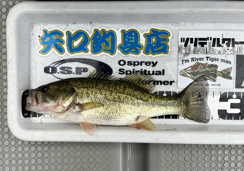 ブラックバスの釣果