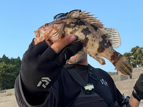 ベッコウゾイの釣果