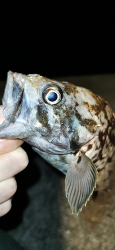 クロソイの釣果