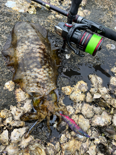 アオリイカの釣果