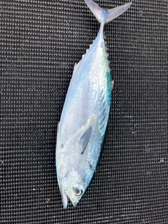 カツオの釣果