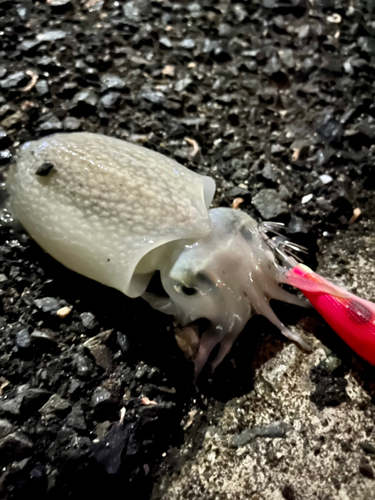 シリヤケイカの釣果