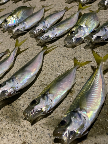 アジの釣果