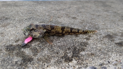 カジカの釣果