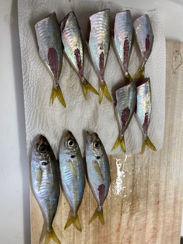 アジの釣果