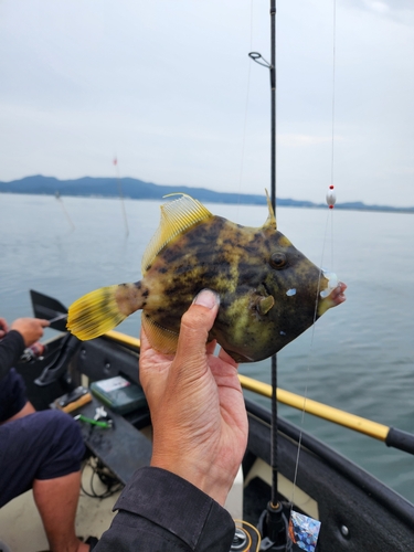 カワハギの釣果