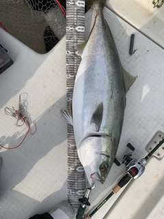 ブリの釣果