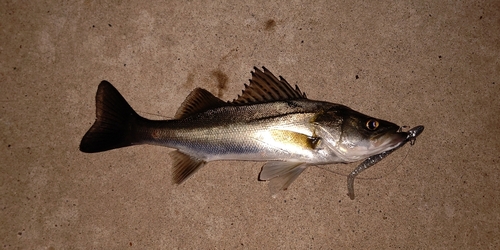 セイゴ（マルスズキ）の釣果