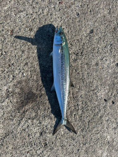 サゴシの釣果