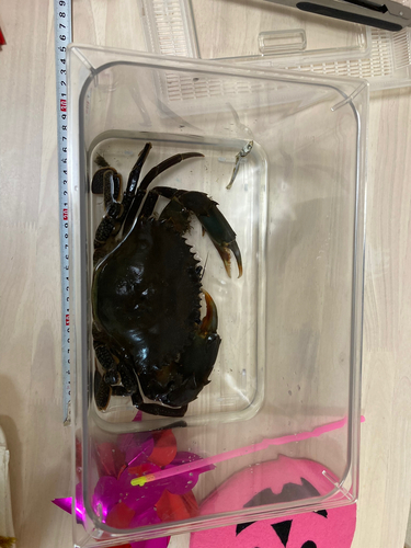 イシガニの釣果