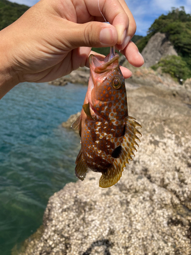 キジハタの釣果