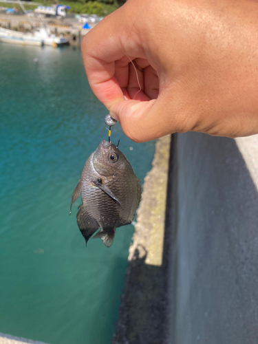 ベラの釣果