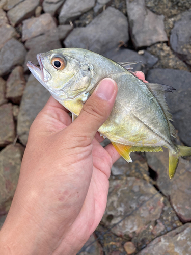 メッキの釣果