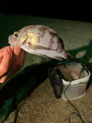 メバルの釣果