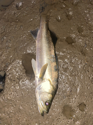 タイリクスズキの釣果