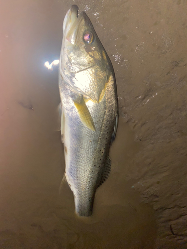 タイリクスズキの釣果