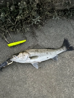 シーバスの釣果