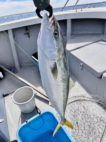 ワラサの釣果