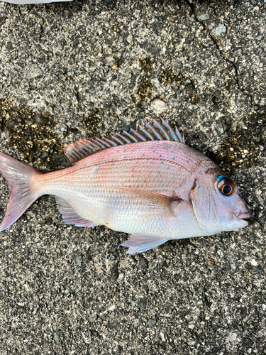 タイの釣果