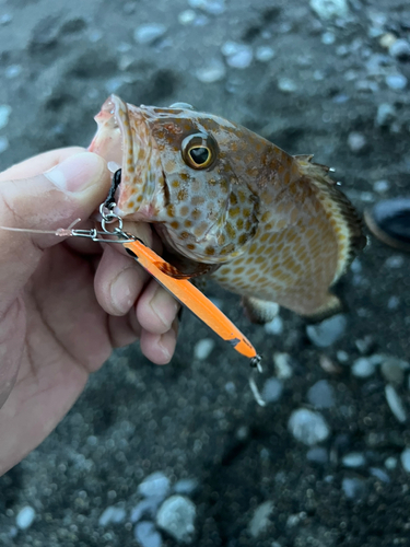 オオモンハタの釣果