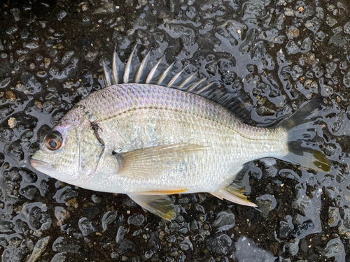 キビレの釣果