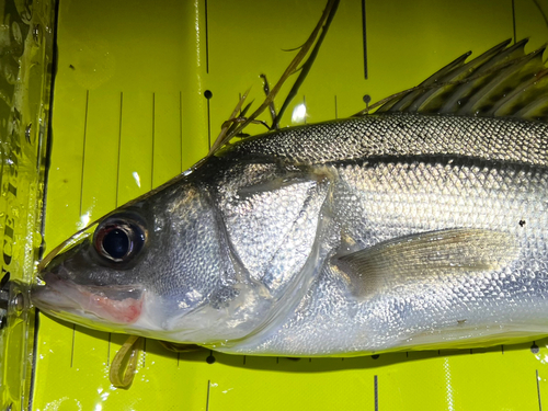 シーバスの釣果