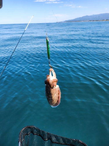 コウイカの釣果