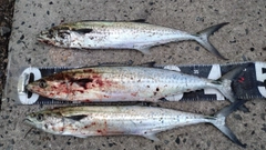サゴシの釣果