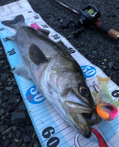 シーバスの釣果