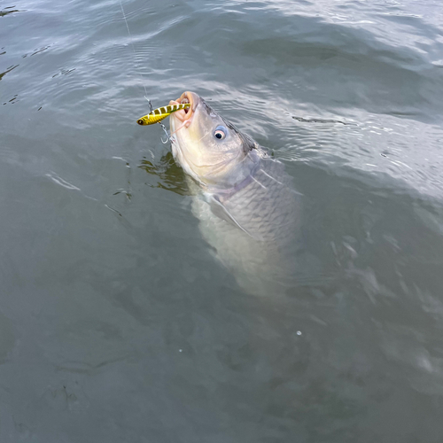 ニゴイの釣果