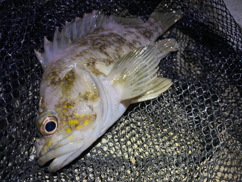 オウゴンムラソイの釣果