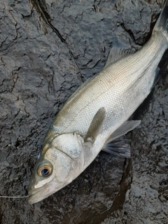 ヒラスズキの釣果